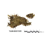 藏品(孔雀苔屬)的圖片